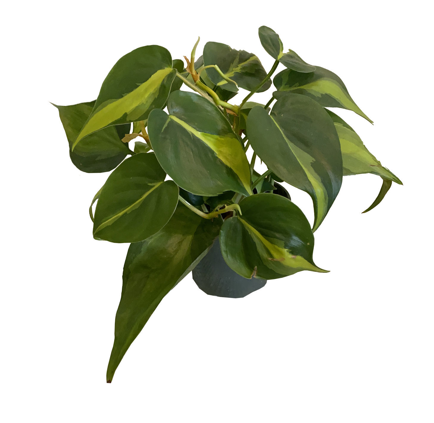 PLANT PARENT CLUB